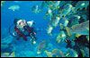 Dykning och snorkling i Australien (Stora Barriärrevet)
