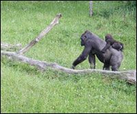Givskud Zoo