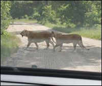 Givskud Zoo
