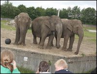 Givskud Zoo