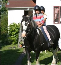 Hästar