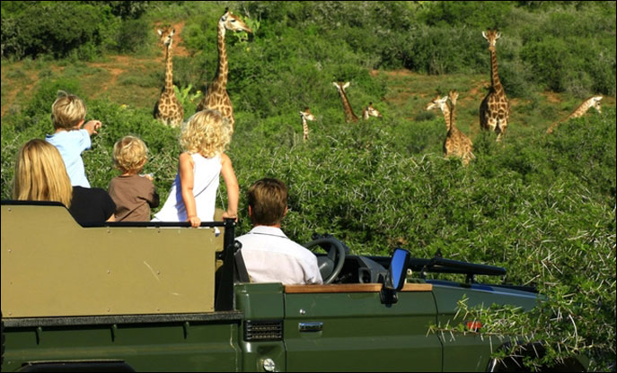 Safari