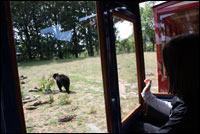Ree Park Safari