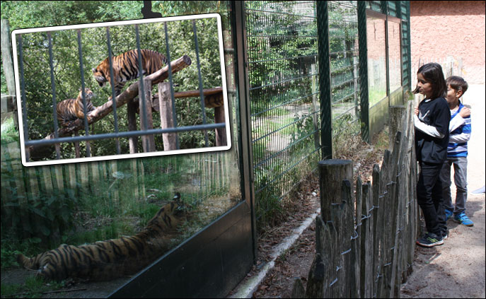 Ree Park Safari
