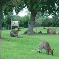 Känguru trädgården (Le Jardin des Kangourous)