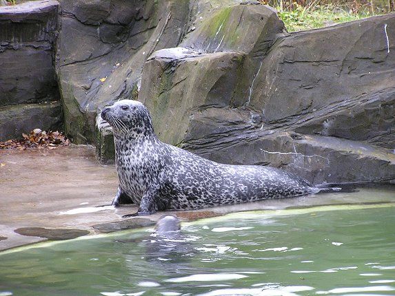 The Scottish Seal Sanctuary