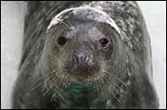 National Seal Sanctuary Cornwall