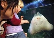 Ilfracombe Aquarium