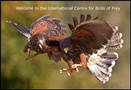 The International Centre for Birds of Prey