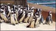 Living Coasts - Penguin Island