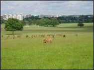 Richmond Park