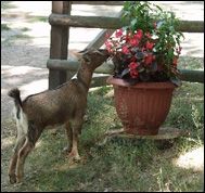 Wämöparken med mini-zoo