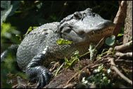 Everglades Alligator Farm