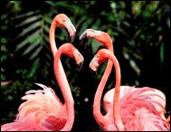 Flamingo Gardens