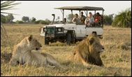 Safari och lagunsafari