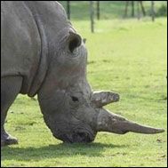 Port Lympne Wild Animal Park