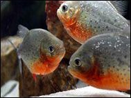 St Andrews Aquarium