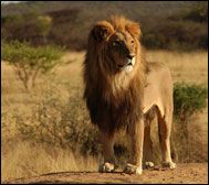 Lion Country Safari