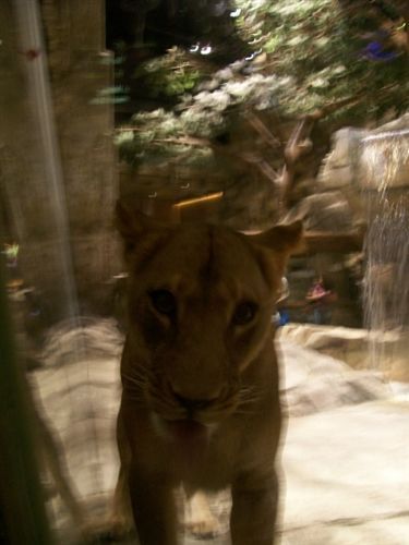 Lion Habitat (MGM Grand)