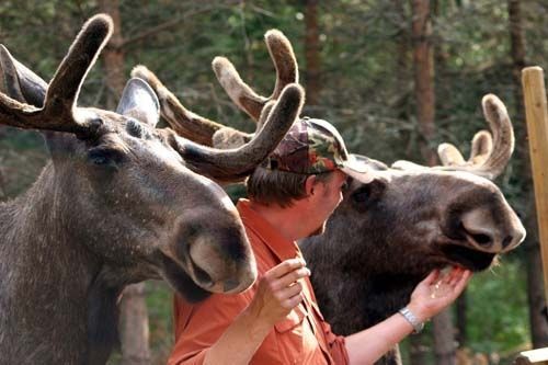 Dalslands Moose Ranch