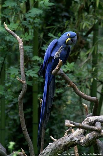 Bioparc Zoo de Doué (Doué la Fontaine Zoo)