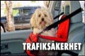 Trafiksäkerhet med hund i bilen
